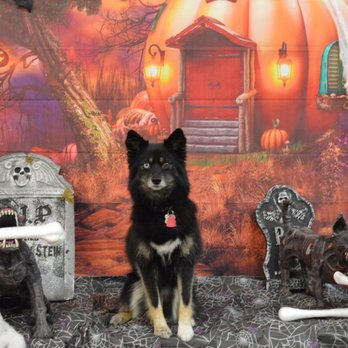 Paws-Itive Experience Pet Services - Halloween Picture Day! - Pet Sitting Near Me - Rockaway, New Jersey Paws-Itive Experience Pet Services - Halloween Picture Day! - Pet Sitting Near Me - Rockaway, New Jersey
