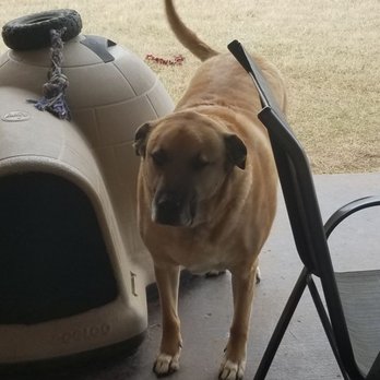 Wag Wagon - Jack - Pet Transportation Near Me