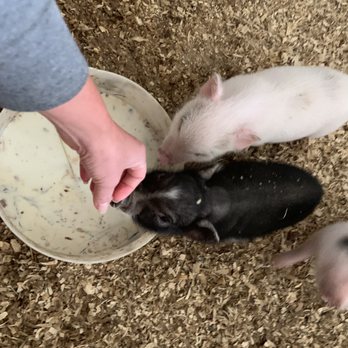 Old Windmill Farm - Baby pigs eating - Attraction Farms Near Me - Ronks, Pennsylvania