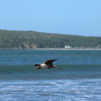 Doran Regional Park - Parks Near Me - Bodega Bay, California Doran Regional Park - Parks Near Me - Bodega Bay, California