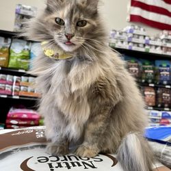 Treats Natural Pet Marketplace - Tinker Bell alternates between napping and greeting.