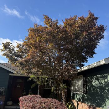 Curry Brothers Tree Care - maple tree before - Tree Services Near Me - Los Gatos, California Curry Brothers Tree Care - maple tree before - Tree Services Near Me - Los Gatos, California