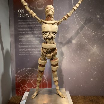 Real Bodies - Museums Near Me - Las Vegas, Nevada Real Bodies - Museums Near Me - Las Vegas, Nevada