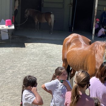 Castle Rock Arabians - Same - Horseback Riding Near Me - Walnut Creek, California Castle Rock Arabians - Same - Horseback Riding Near Me - Walnut Creek, California