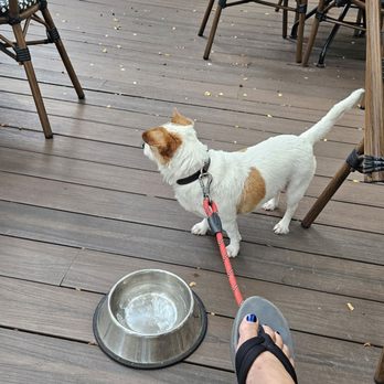 Juliet Italian Kitchen - They allow dogs! - Italian Near Me - Austin, Texas Juliet Italian Kitchen - They allow dogs! - Italian Near Me - Austin, Texas
