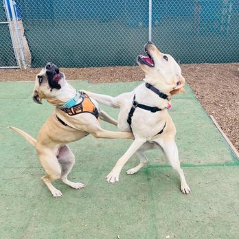 Noble Beast Dog Training - Pet Training Near Me - Denver, Colorado Noble Beast Dog Training - Pet Training Near Me - Denver, Colorado