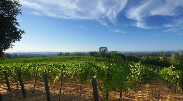 Element 79 Vineyards and Winery by null