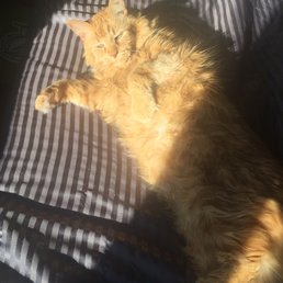 The cat Bidawee and Dr.Simms killed a month later