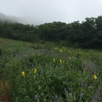 Rim Trail South - Wild flowers on the walk - Hiking Near Me - Aspen, Colorado