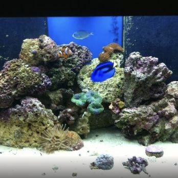 Aquariums By John - Aquarium Services Near Me - Tampa, Florida Aquariums By John - Aquarium Services Near Me - Tampa, Florida