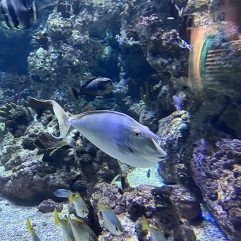 Planet Ocean Montpellier - Fish tank in the aquarium - Planetarium Near Me - Montpellier, 34