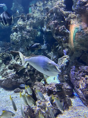 Planet Ocean Montpellier by null