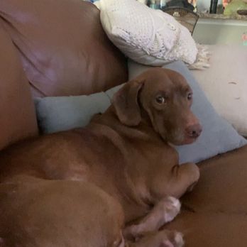 Del Mar Veterinary Hospital - Kai completely lethargic - Veterinarians Near Me - St. Augustine, Florida Del Mar Veterinary Hospital - Kai completely lethargic - Veterinarians Near Me - St. Augustine, Florida
