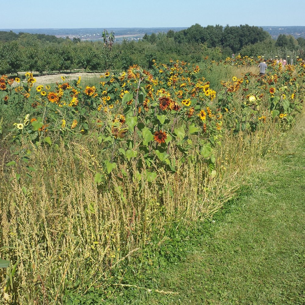 P n A fest, some sunflowers P n A fest, some sunflowers