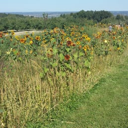 P n A fest, some sunflowers P n A fest, some sunflowers