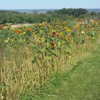Indian Creek Farm - P n A fest, some sunflowers - Fruits & Veggies Near Me - Ithaca, New York Indian Creek Farm - P n A fest, some sunflowers - Fruits & Veggies Near Me - Ithaca, New York