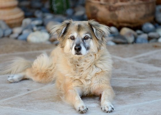 vca all creatures animal hospital