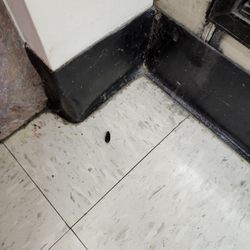 Walgreens - 1 of THREE dead or dying roaches we saw while there just to pick up meds. This right in front of freezer.