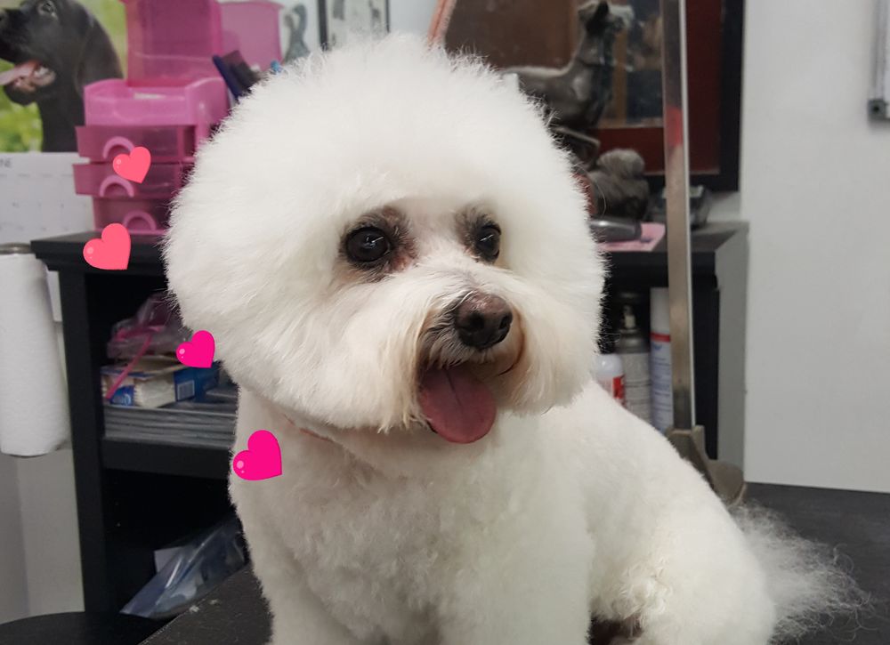 BOWWOWS & MEOWS Updated September 2024 7550 Calder Ave, Beaumont