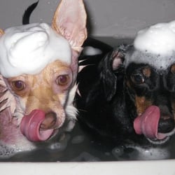 Paws2Paws - Tula and Betty getting bathed and groomed.