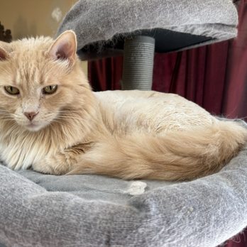 Pawfection Mobile Spa - My daughter's cat Butters - Pet Groomers Near Me - Fairfield, California Pawfection Mobile Spa - My daughter's cat Butters - Pet Groomers Near Me - Fairfield, California