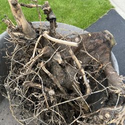 Pittsford Tree & Landscape - Remains of tree purchased from Village Garden Store and Pittsford Tree and Landscape