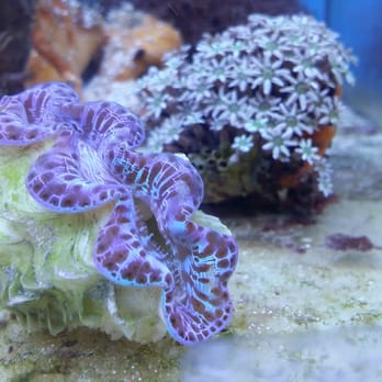 Vets Pets - Aquarium Services Near Me - El Cajon, California Vets Pets - Aquarium Services Near Me - El Cajon, California