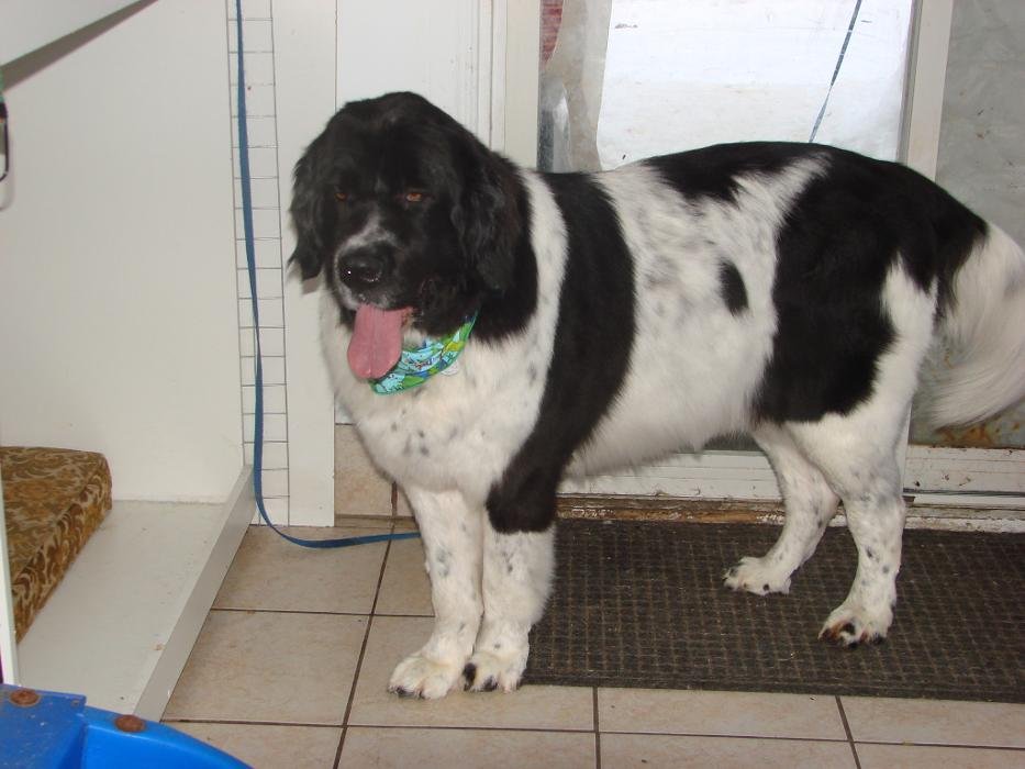 TOILETTAGE AMIPOILS Updated July 2024 1193 Montée de la Rivière