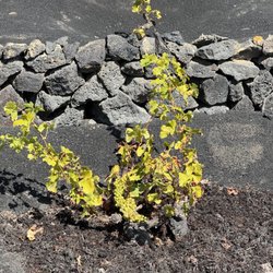 Bodegas EL GRIFO - Winter harvest malvasia volcanica