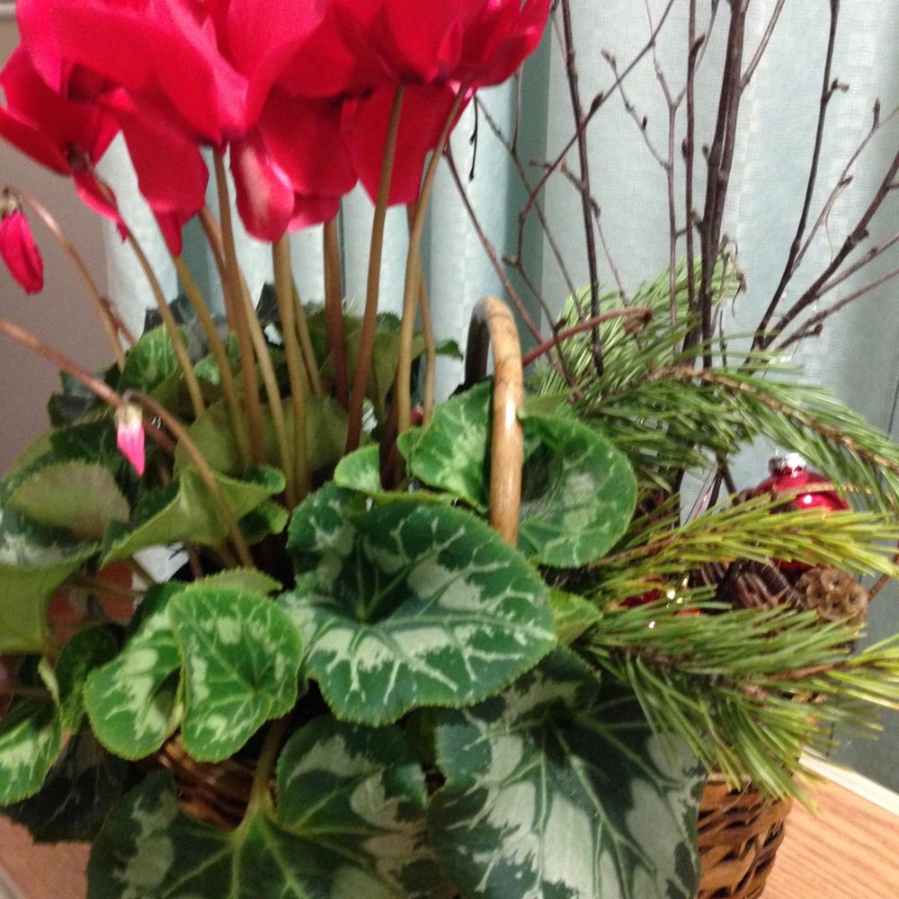 Christmas arrangement at MVH Christmas arrangement at MVH