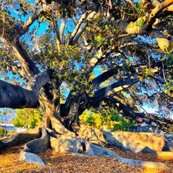 Moreton Bay Fig Tree Park