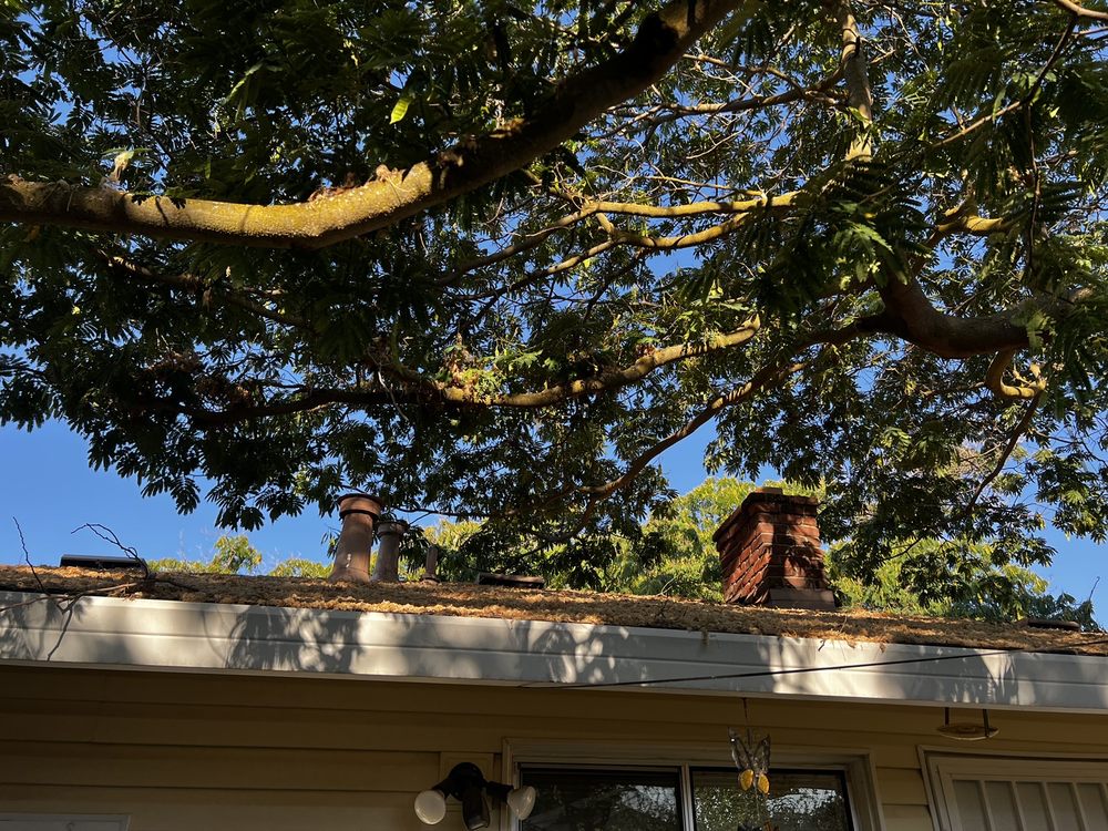Sacramento Valley Tree Services - tree service in Sacramento, CA