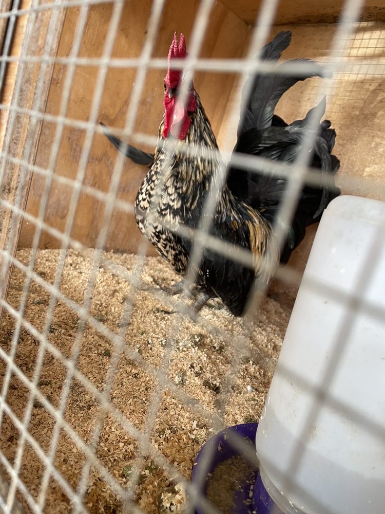 CORRALITOS FEED & PET SUPPLIES Updated August 2024 16 Photos & 28