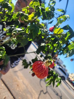 Burbank Farmers Market by null