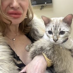 Tesson Ferry Veterinary Hospital - Seraphina