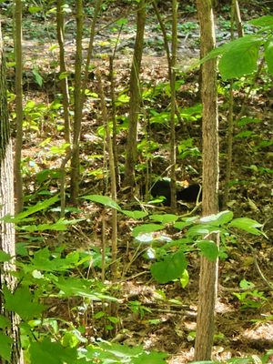 Stanley Park by null