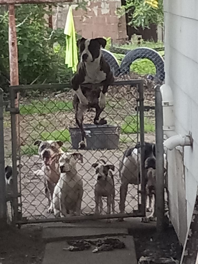 REAL AND RARE KENNELZ Request Information Waterloo, Iowa Pet