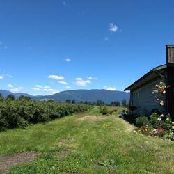 Blue Heron Winery - Blueberry grove