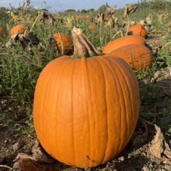 Clarke’s Family Farm - Pumpkins grown on our farm.  Pick out yours right in the patch.
