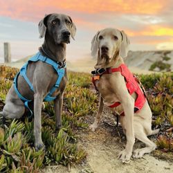 Monterey Smitten Kitten & Dog Walking 