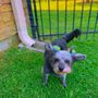Photo of A Dogs Life