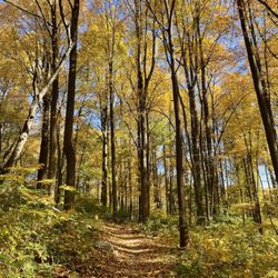 Wissahickon Valley Park