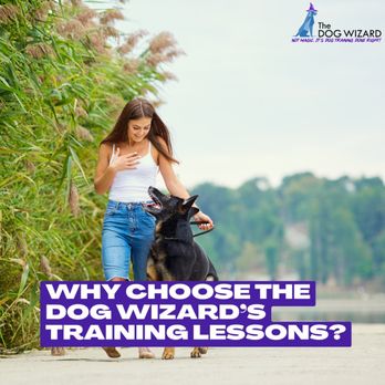 The Dog Wizard - #1 Dog Training - Walnut Creek, California - Call Us Today! - Pet Training Near Me The Dog Wizard - #1 Dog Training - Walnut Creek, California - Call Us Today! - Pet Training Near Me
