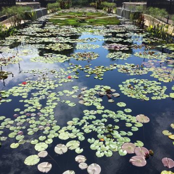 International Waterlily Collection - Botanical Gardens Near Me - San Angelo, Texas International Waterlily Collection - Botanical Gardens Near Me - San Angelo, Texas