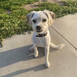 Chip - The Dog
