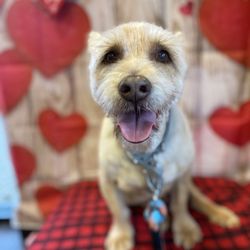 Foothills Pet Resort - Ahwatukee - Happy Valentines Day from our cute little boy, Rudy! He's a hoot little guy with his new haircut