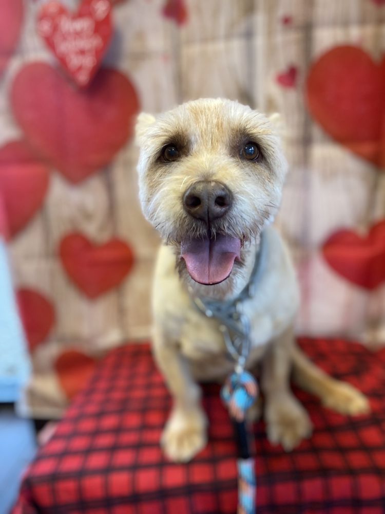 Foothills Pet Resort - Ahwatukee - pet boarding facility in Phoenix, AZ