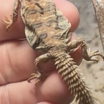 Backwater Reptiles - Reptile Shops Near Me - Rocklin, California