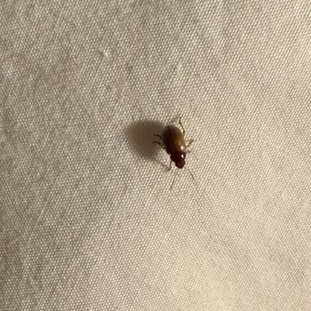 Seashell Village Resort - Live bug in the bed - Resorts Near Me - Port Aransas, Texas Seashell Village Resort - Live bug in the bed - Resorts Near Me - Port Aransas, Texas