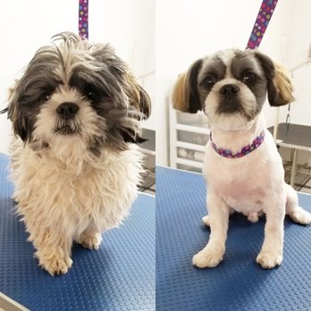 Spa Le Petlandais - Pet Groomers Near Me - Montreal, Quebec Spa Le Petlandais - Pet Groomers Near Me - Montreal, Quebec